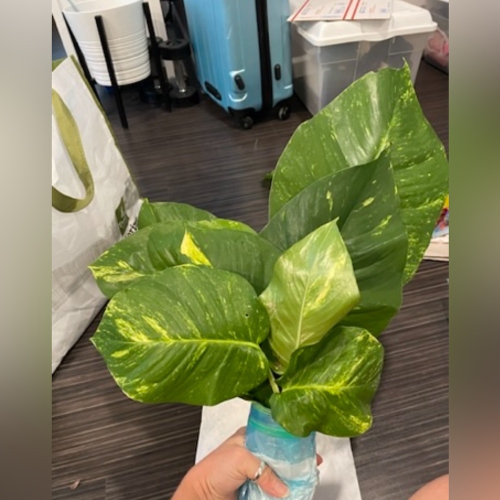 Giant Hawaiian variegated golden pothos plant cuttings - Picture 3 of 13